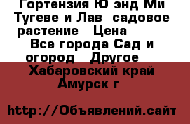 Гортензия Ю энд Ми Тугеве и Лав, садовое растение › Цена ­ 550 - Все города Сад и огород » Другое   . Хабаровский край,Амурск г.